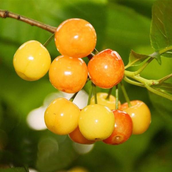 Yellow Cherry Fruit Seeds