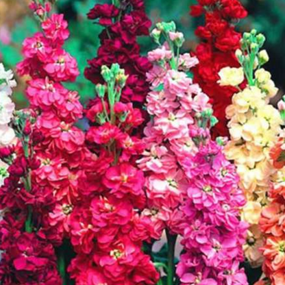 Mixed Color Matthiola Incana Stock Flower Seeds