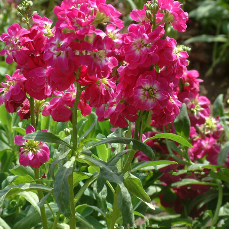 Mixed Color Matthiola Incana Stock Flower Seeds