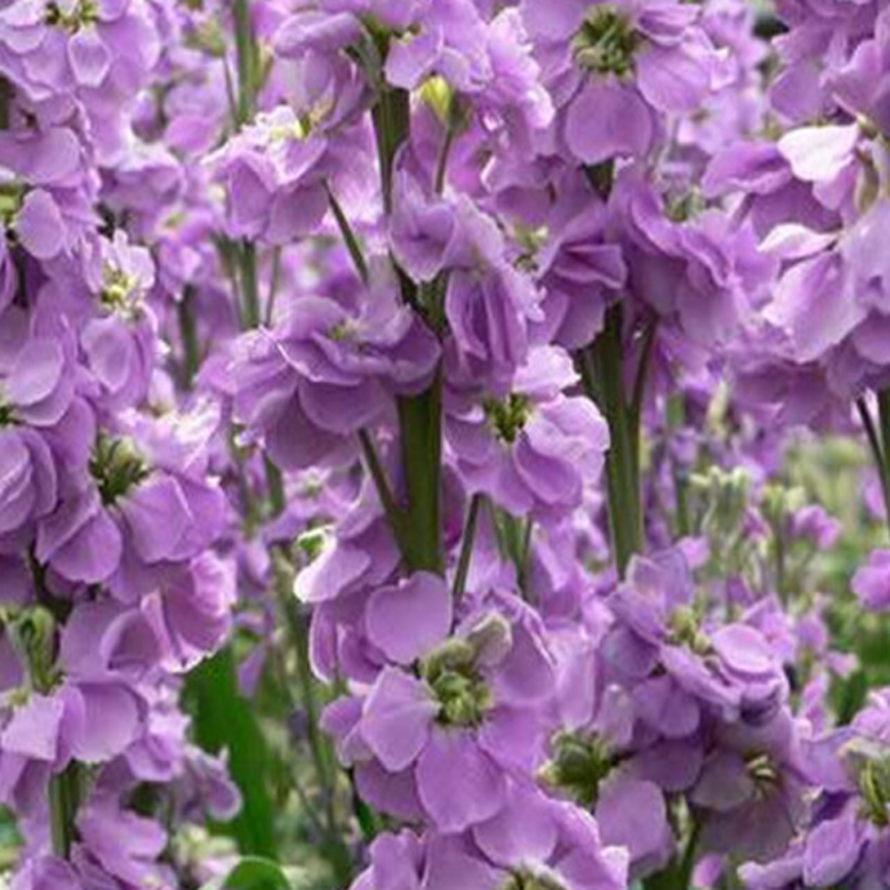 Mixed Color Matthiola Incana Stock Flower Seeds