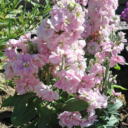 Mixed Color Matthiola Incana Stock Flower Seeds