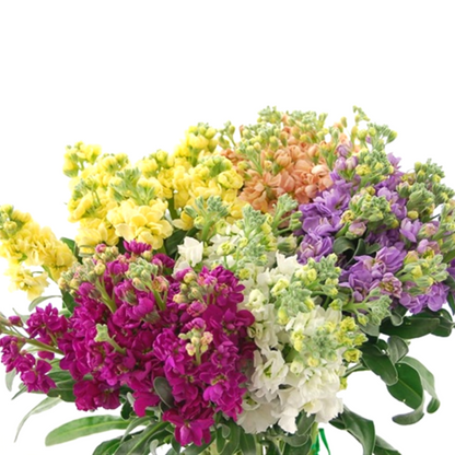 Mixed Color Matthiola Incana Stock Flower Seeds