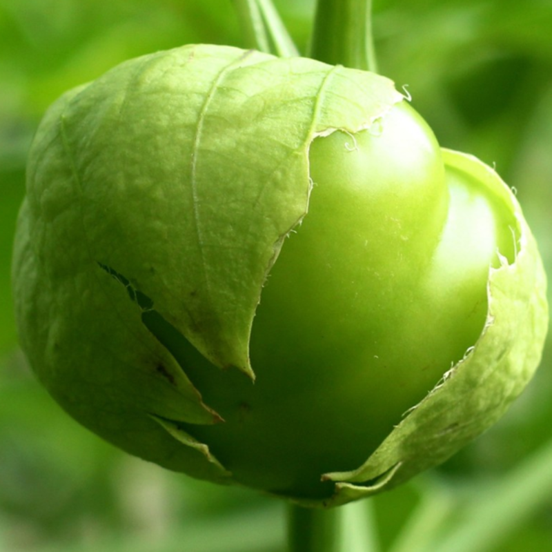 Juanito Tomatillo Vegetable Seeds