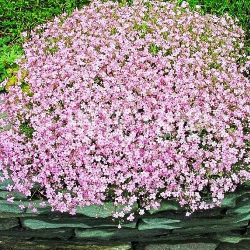 Light Pink Flower Seeds