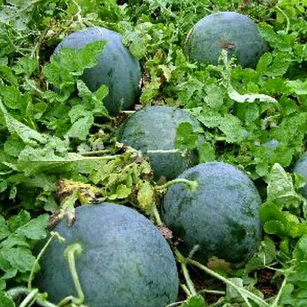 Sweet Giant Watermelon Seeds