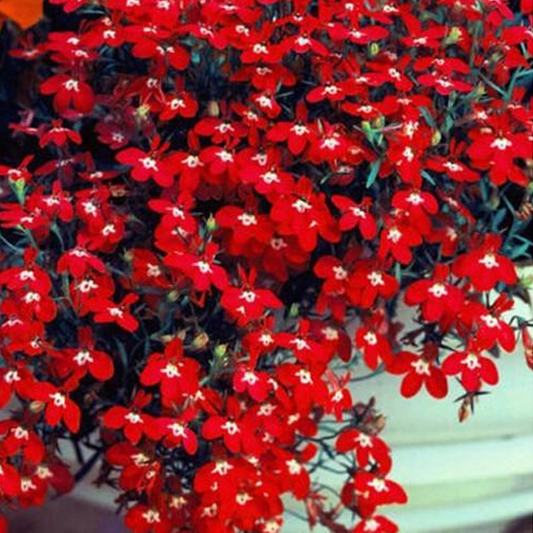 Red Lobelia Flower Seeds