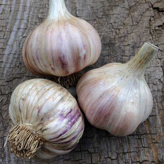 Tropical Bounteous Headstrong Garlic Seeds