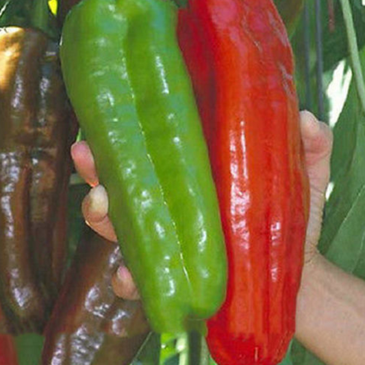 100 Giant Pepper Seeds