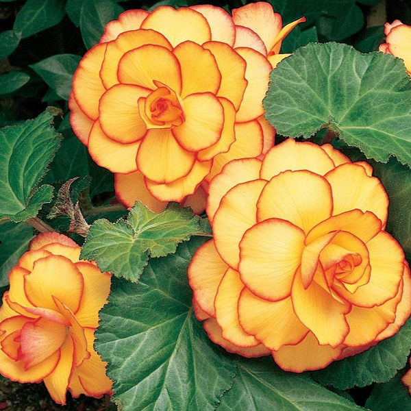 Yellow Red Begonia Flower Seeds