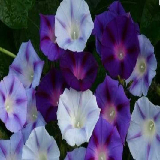 500 Pieces Ipomoea Morning Glory Seeds