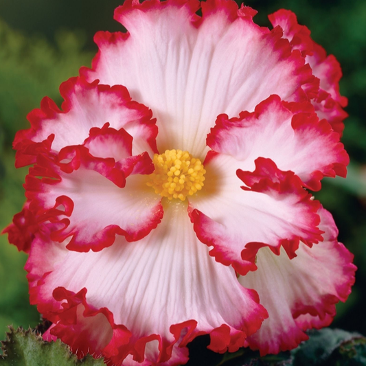 White Pink Begonia Flower Seeds