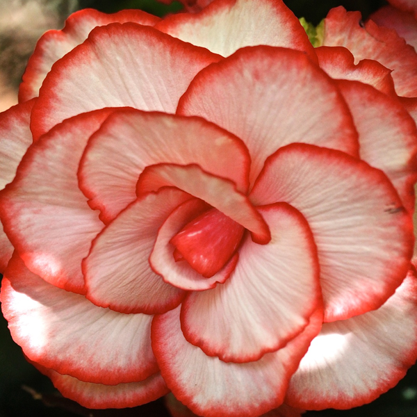 White Red Begonia Flower Seeds