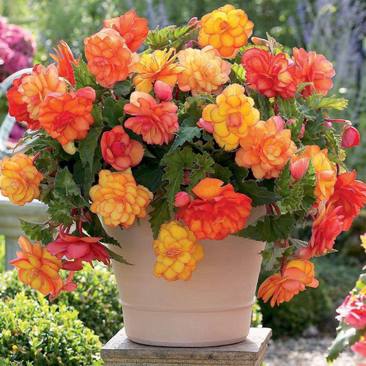 Yellow Orange Begonia Flower Seeds