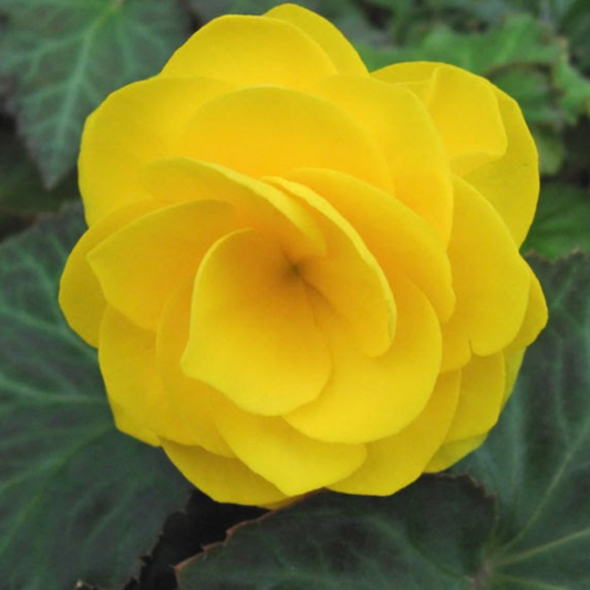 Yellow Begonia Flower Seeds