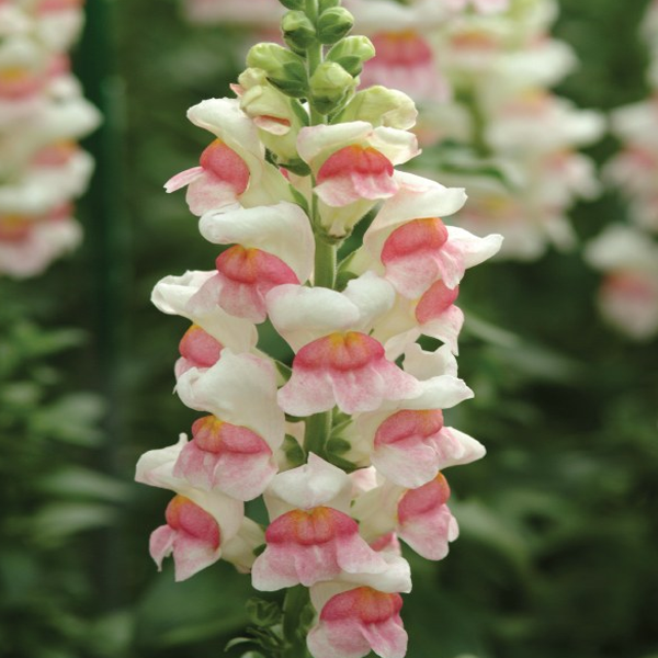 100 Pieces Snapdragon Flower Seeds