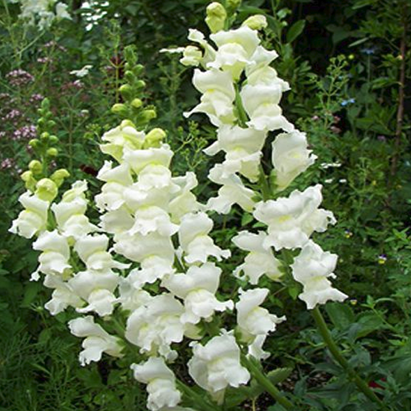 Pure Snapdragon Flower Seeds