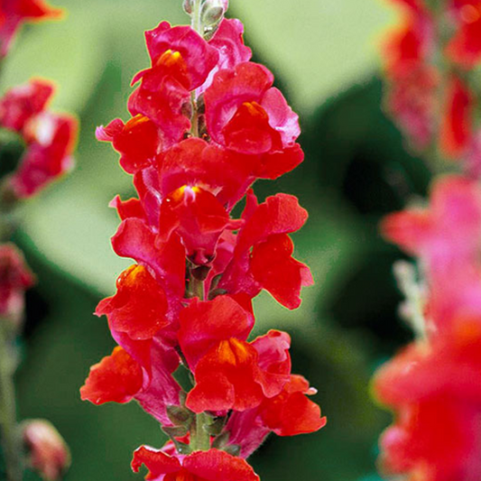 Dark Red Snapdragon Flower Seeds