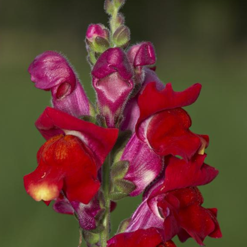 Dark Red Snapdragon Flower Seeds