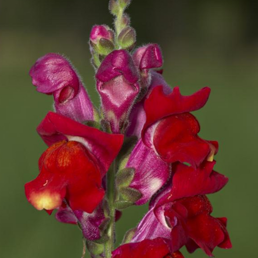 Dark Red Snapdragon Flower Seeds