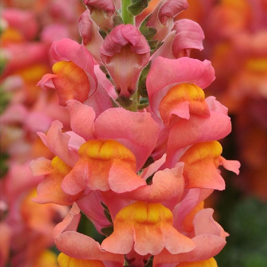 Yellow Orange Snapdragon Flower Seeds