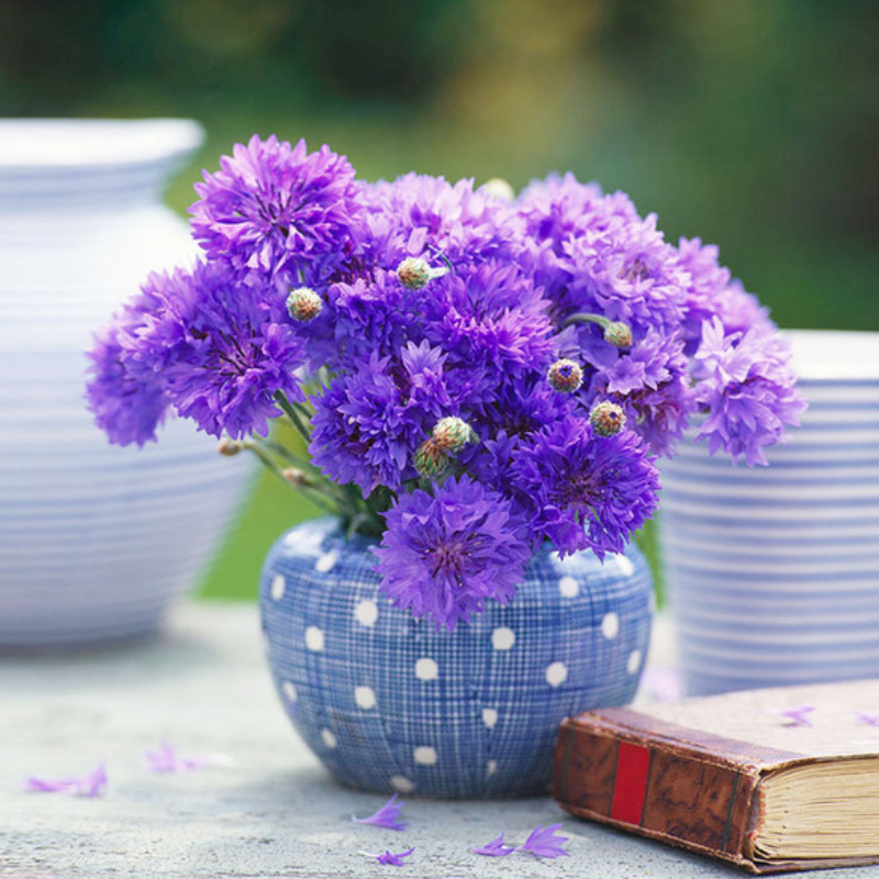 Centaurea Cyanus Flower Seeds