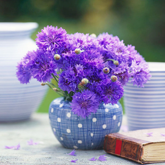 Centaurea Cyanus Flower Seeds