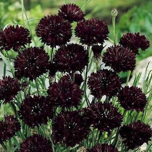 Dark Maroon Flower Seeds