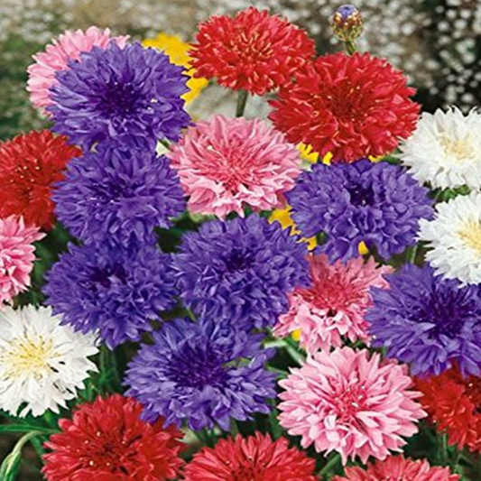 Mixed Color Centaurea Cyanus Flower Seeds