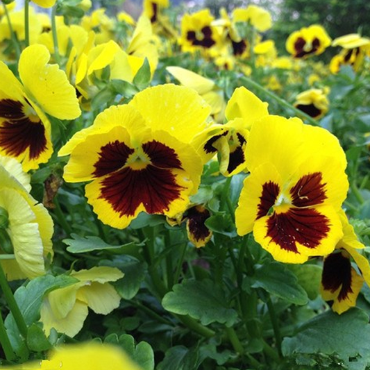 Yellow Maroon Mix Color Wavy Viola Flower Seeds