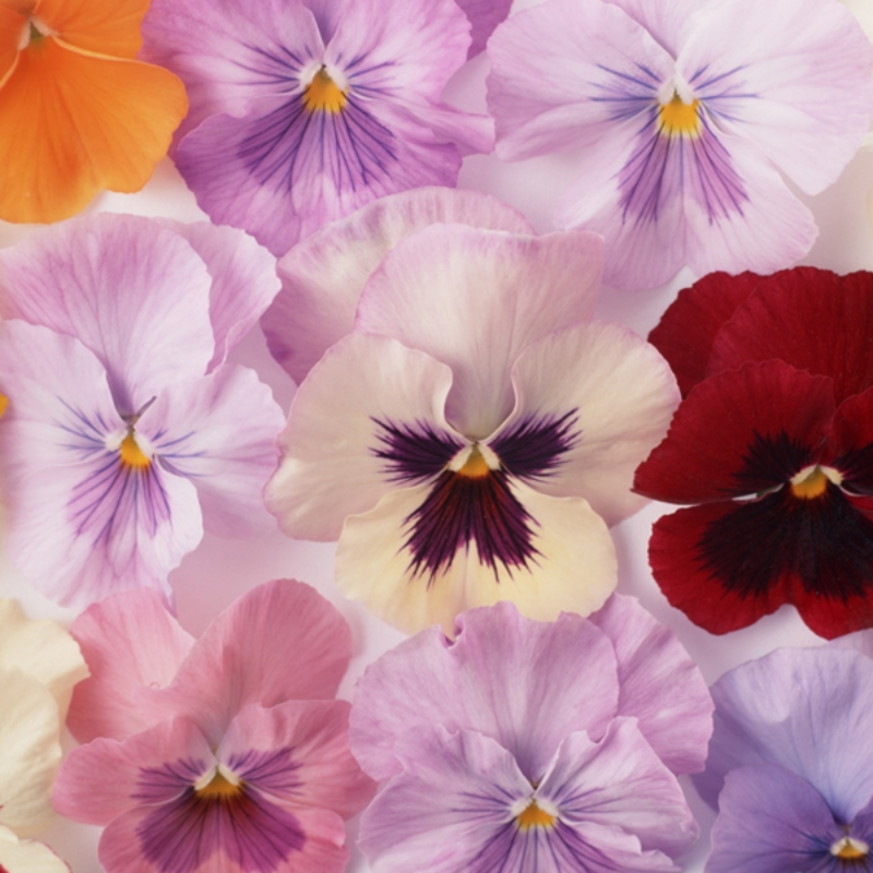 Light Mix Tricolor Pansy Flower Seeds