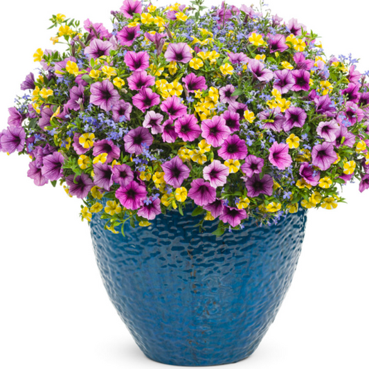 Tiny Outdoor Calibrachoa Petunia Flower Seeds