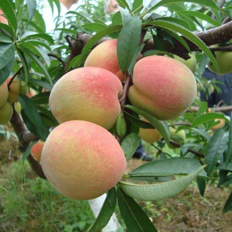 Mountain Peach Seeds