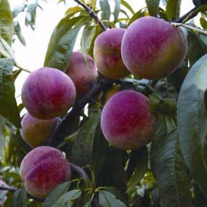 Mountain Peach Seeds