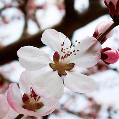 Mountain Peach Seeds