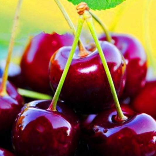 Plumpy Dwarf Cherry Tree Seeds