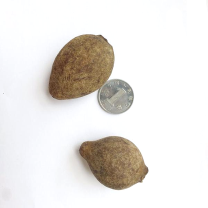 Wild Passiflora Mollissima Seeds