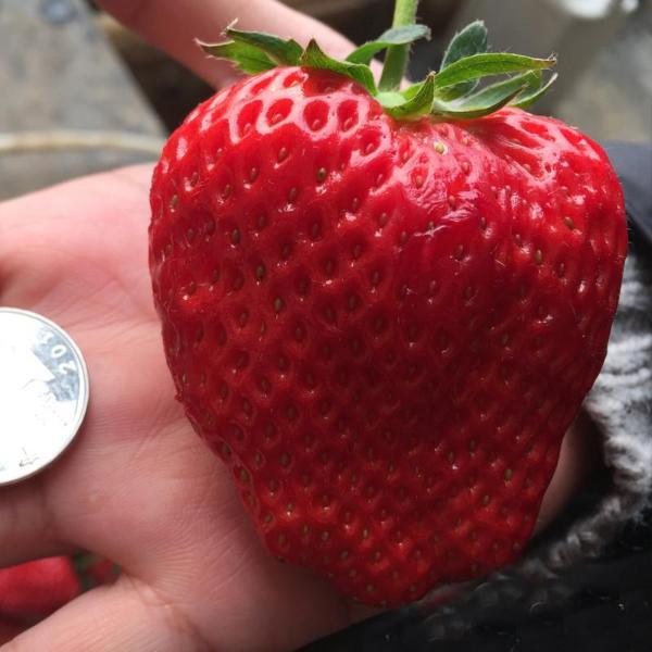 Giant Strawberry Fruit Seeds Pack