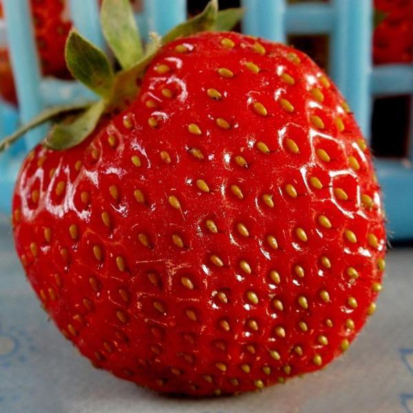 Giant Strawberry Fruit Seeds Pack