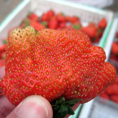 Giant Strawberry Fruit Seeds Pack