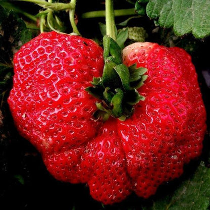 Giant Strawberry Fruit Seeds Pack