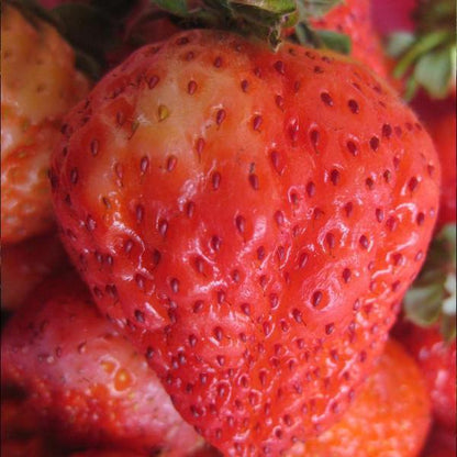 Giant Strawberry Fruit Seeds Pack