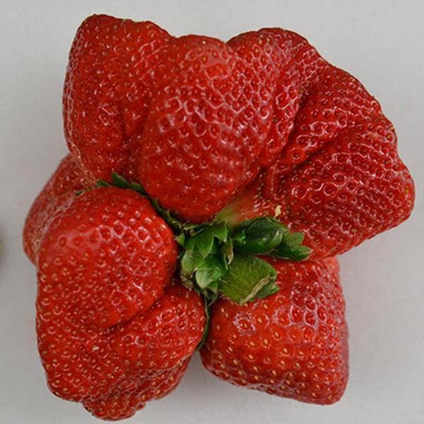 Super Giant Strawberry Fruit Seeds