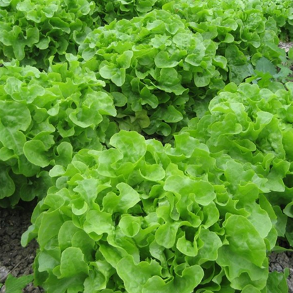 Organic Lettuce Vegetable Seeds