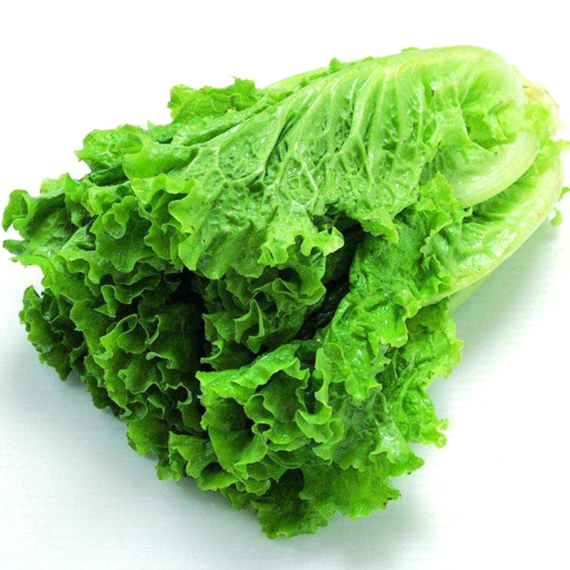 Organic Lettuce Vegetable Seeds