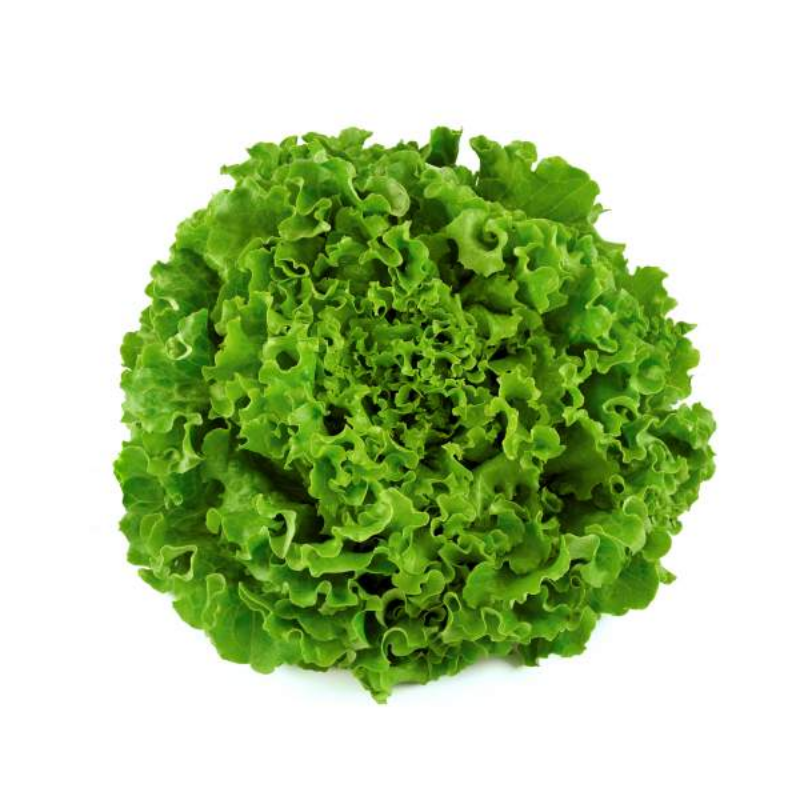 Organic Lettuce Vegetable Seeds