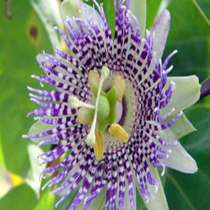 Wild Passiflora Mollissima Seeds