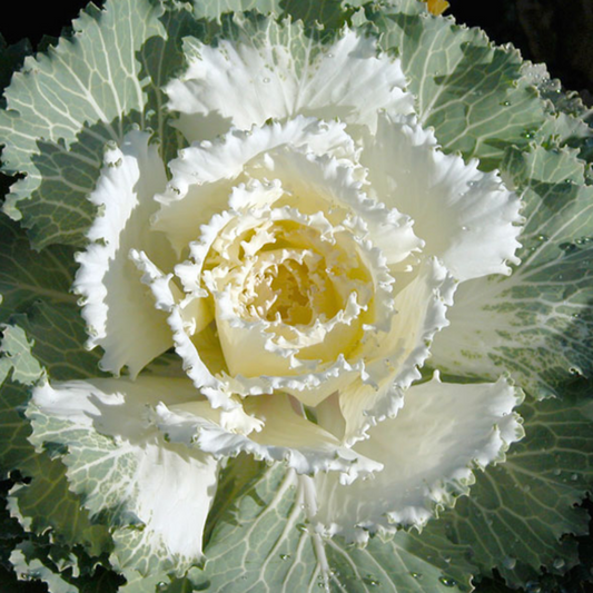 Cream White Collard Vegetable Seeds