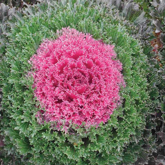 Green Pink Collard Vegetable Seeds