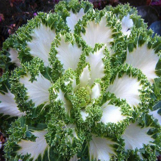 White Green Collard Vegetable Seeds