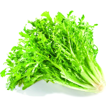 Green Thin Endive And Escarole Vegetable Seeds